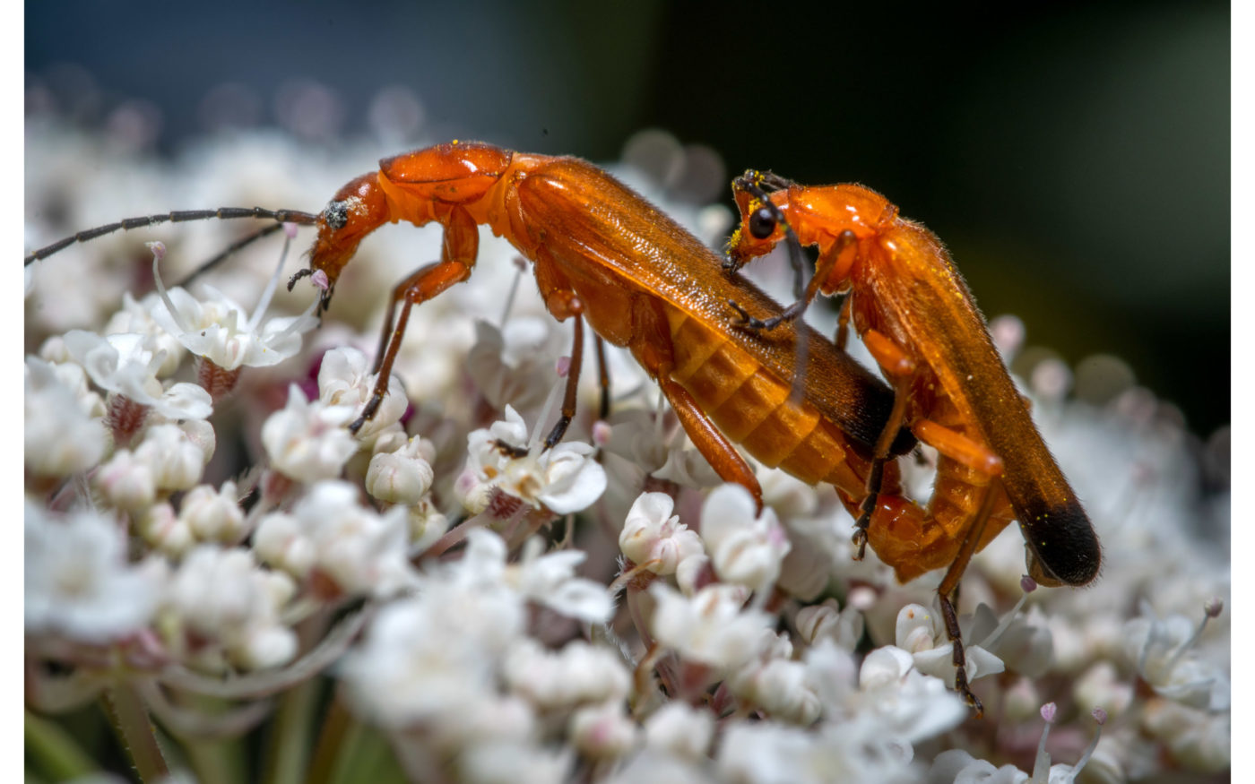 Red Soldier Beetles, Rhagonycha fulva, mating on a bed of small white flowers